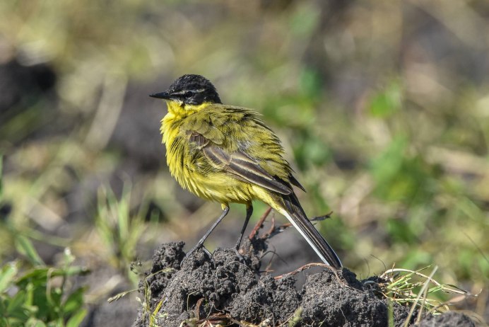 Черноголовая трясогузка (Motacilla feldegg)