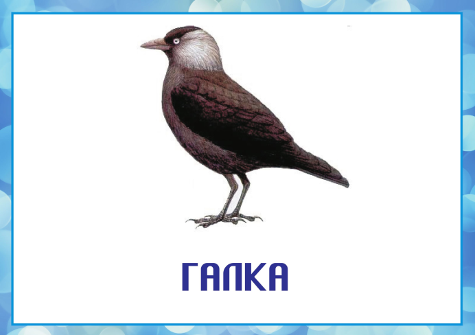 Галка в Забайкалье