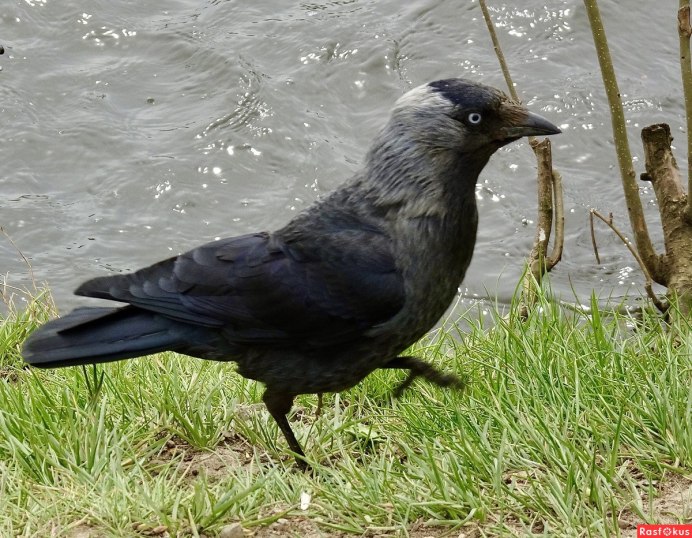 Га́лка (лат. Coloeus monedula, syn. Corvus monedula)