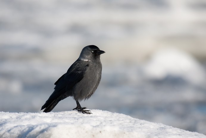 Кеме(Corvus monedula)