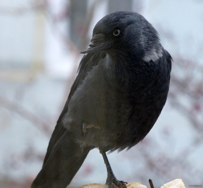 Corvus monedula Linnaeus гнездо
