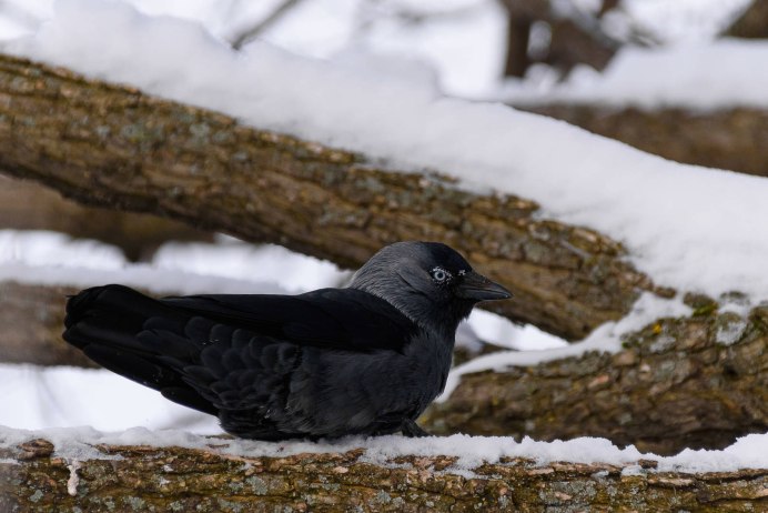 Corvus monedula Linnaeus птенцы