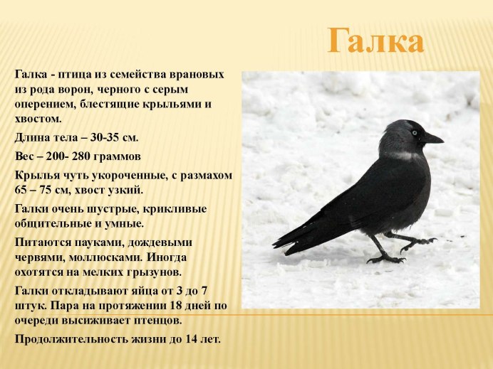 Галка Салехард