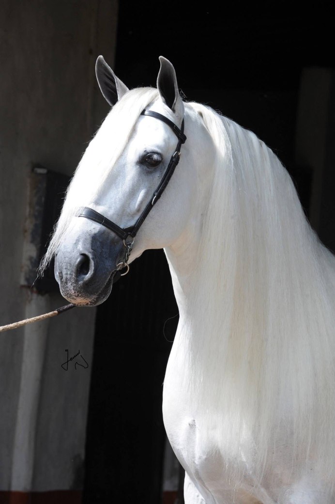Frankel Скаковая лошадь