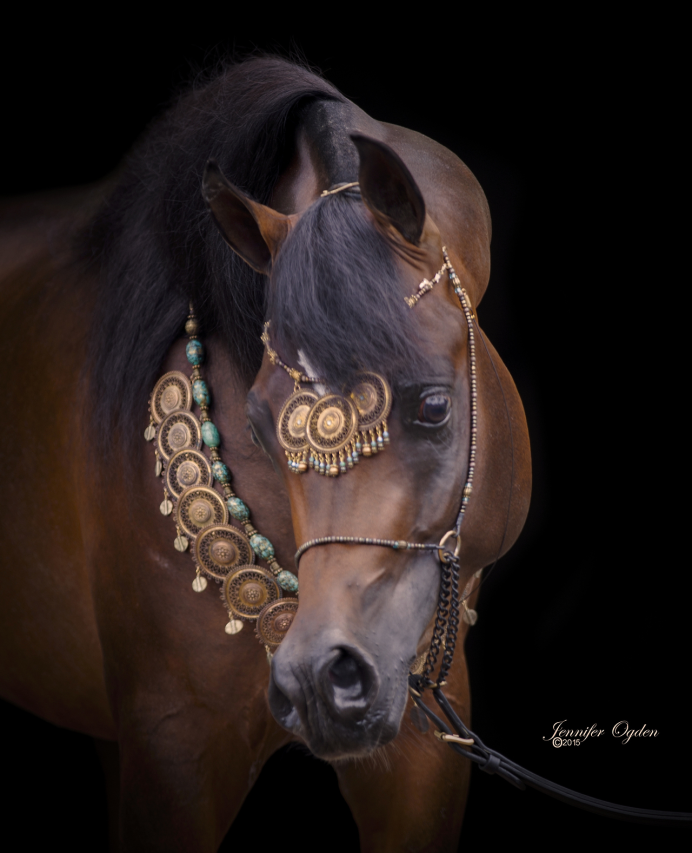 Frankel лошадь