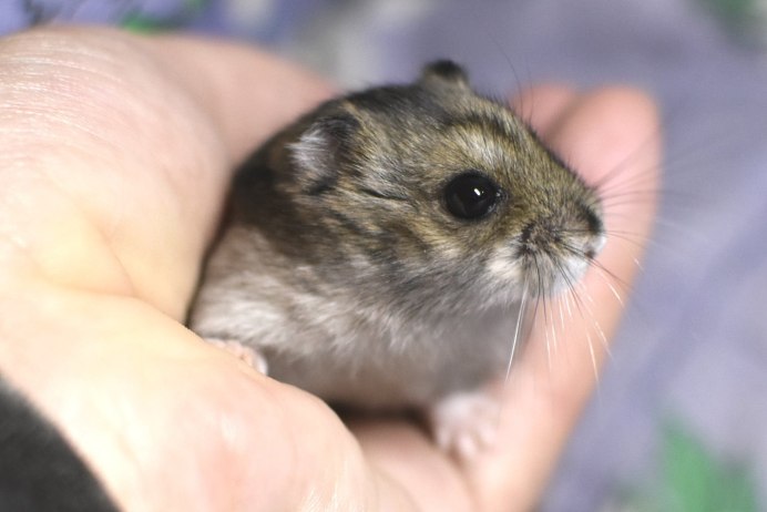 Сенегальский хомяк