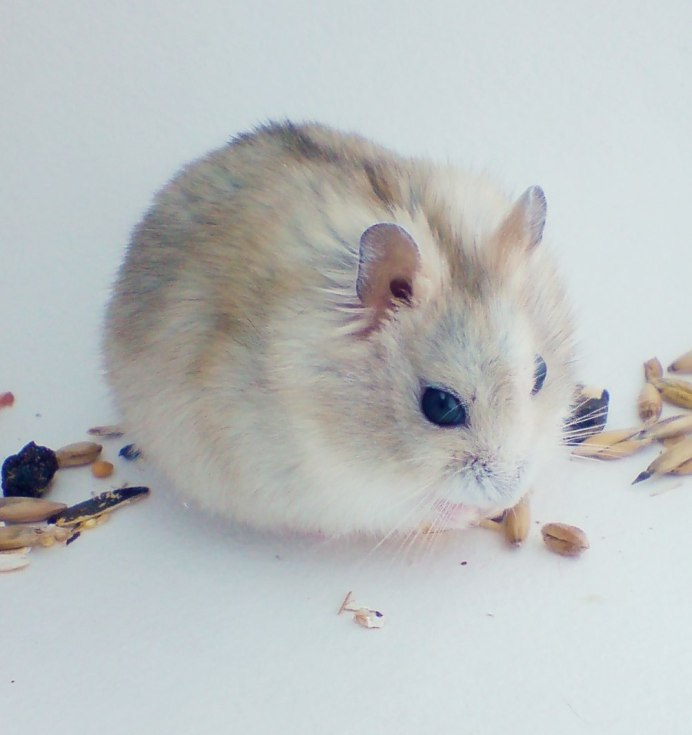 Phodopus campbelli