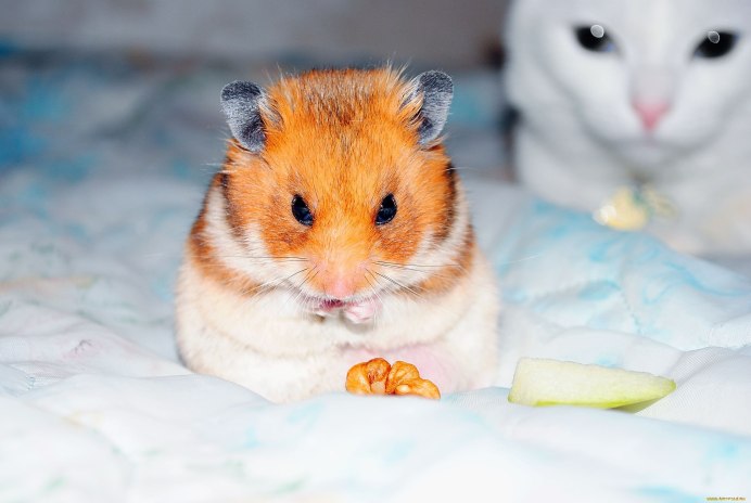 Robo Dwarf Hamster