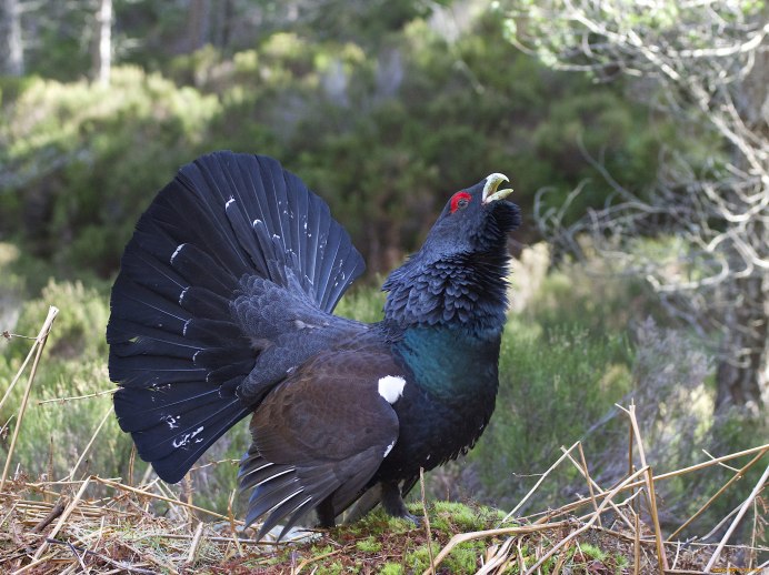 Тетерев-Косач (Lyrurus Tetrix)