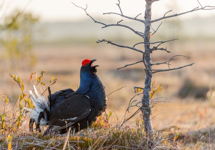 Ильменский заповедник Глухарь