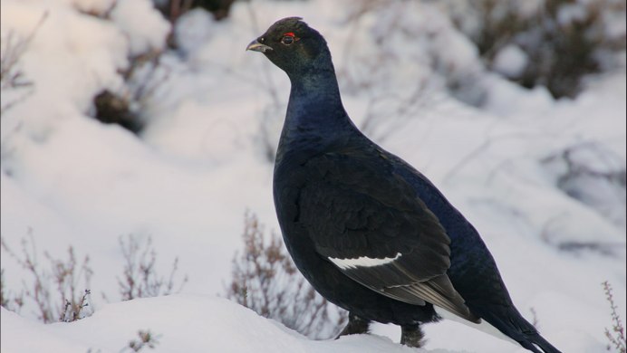 Lekking Capercaillie