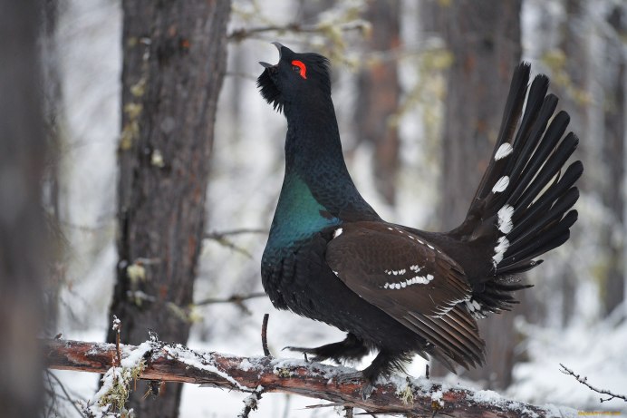 Глухарь (Tetrao urogallus)