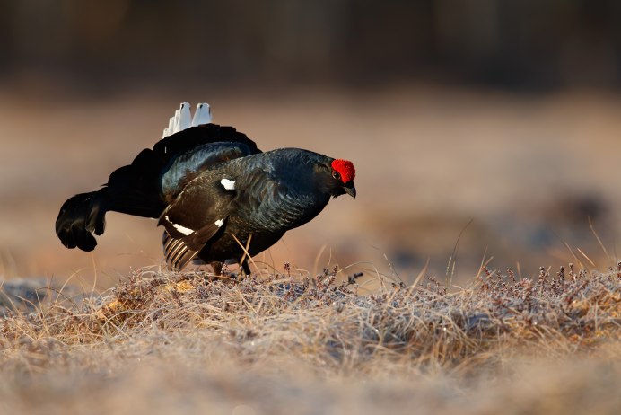 Тетерев фото