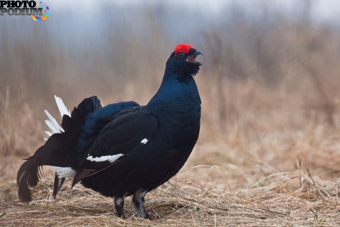Кавказский тетерев
