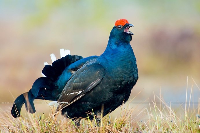 Каменный Глухарь (Tetrao parvirostris)