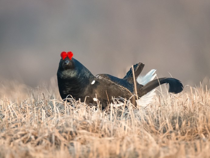 Кавказский заповедник кавказский тетерев