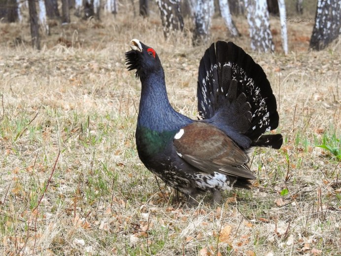 Канадская дикуша птица