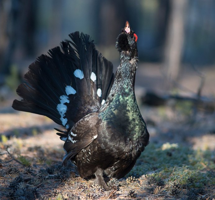 Голубой тетерев