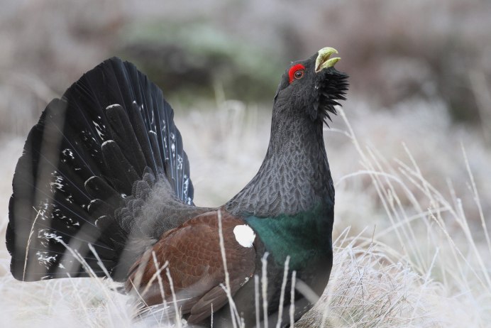 Глухарь обыкновенный птица