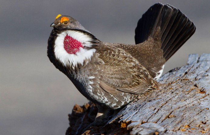 Альпийские тетерева