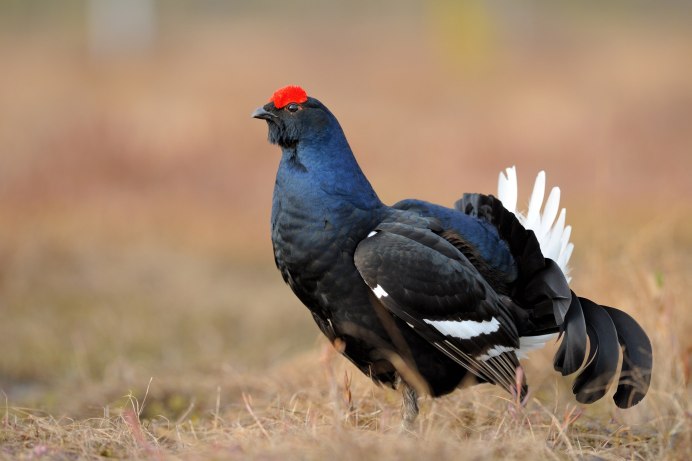 Граус фото описание птица