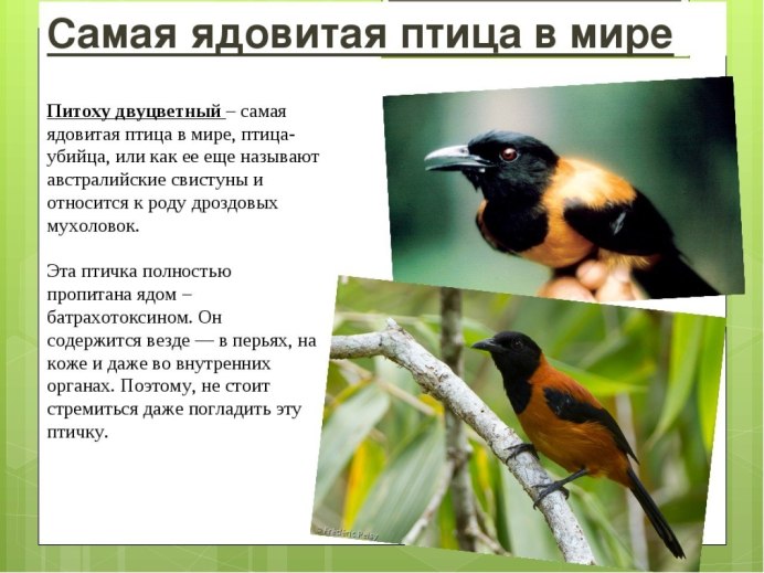 Мухоловка питоху