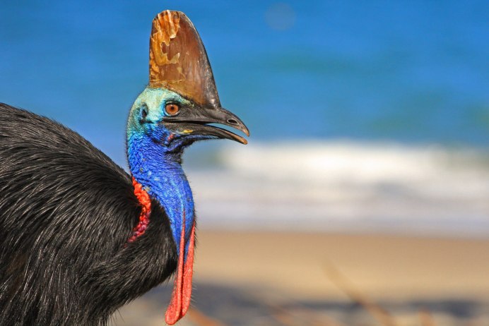 Atelornis pittoides