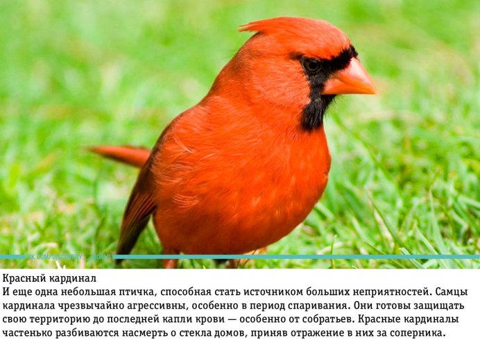 Дроздовая мухоловка питоху