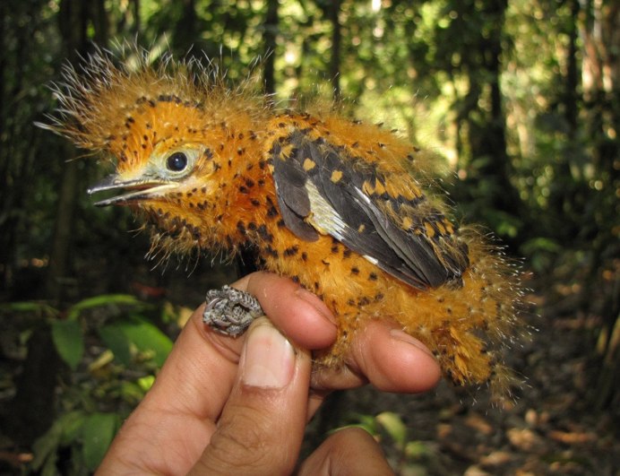 Шлемоносный казуар (casuarius casuarius);