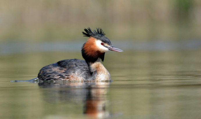 Красношейная поганка (Podiceps auritus)