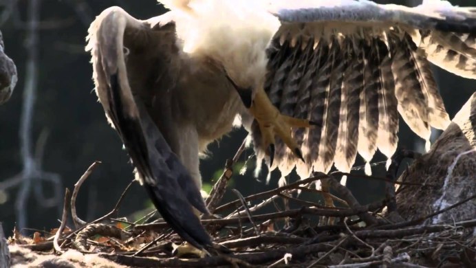 Philippine Eagle