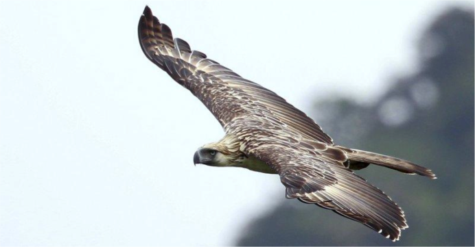 Philippine Hawk-Eagle
