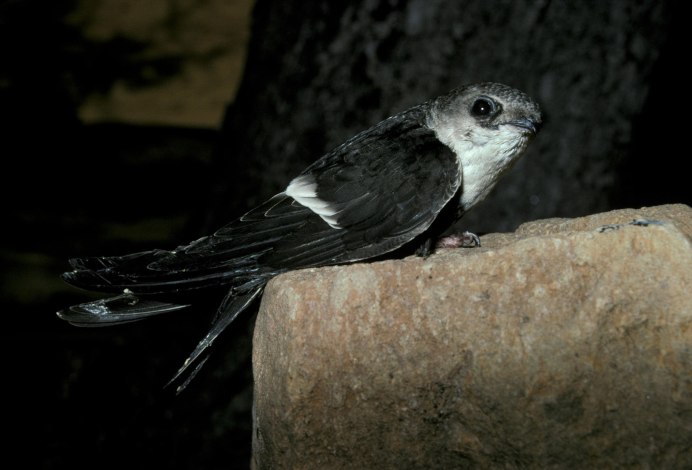 Aerodramus sawtelli