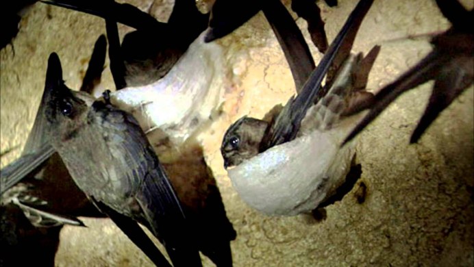 Aerodramus Salangana — серая Салангана