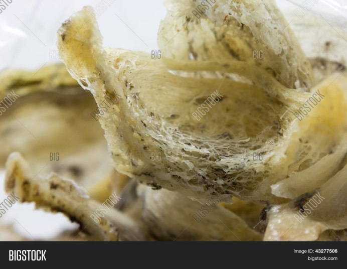 Collocalia Natalis