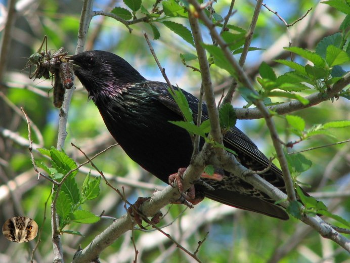 Sturnus sericeus