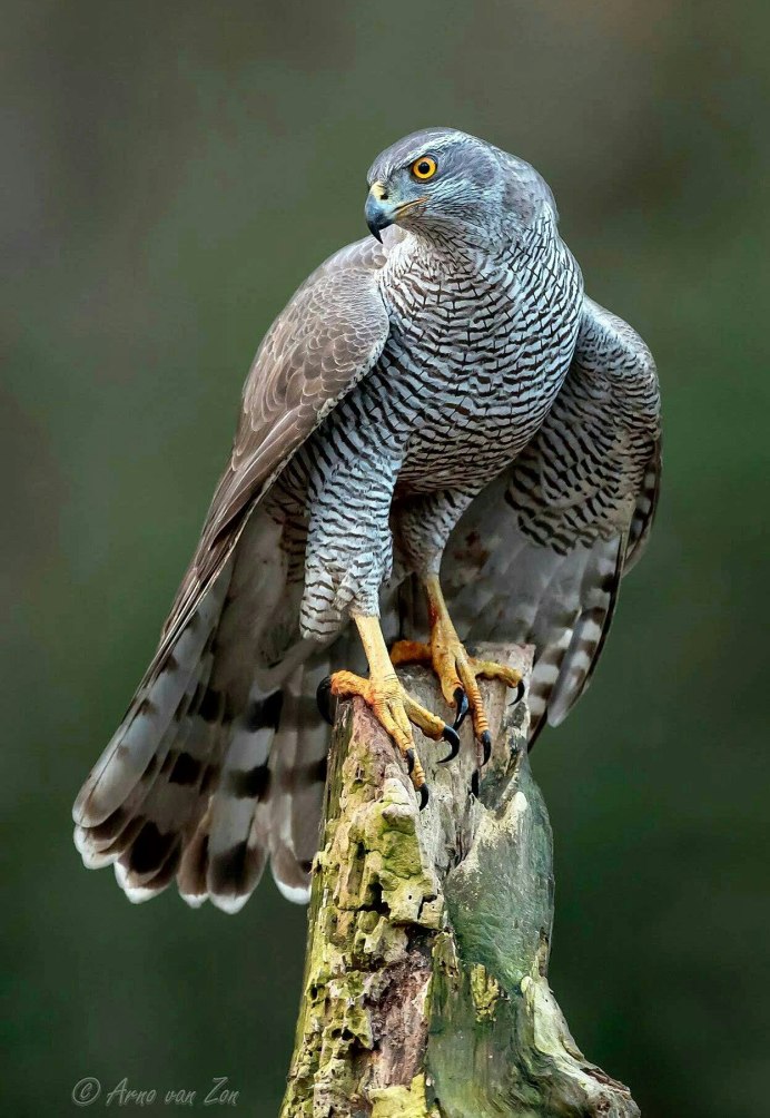 Птица ястреб тетеревятник