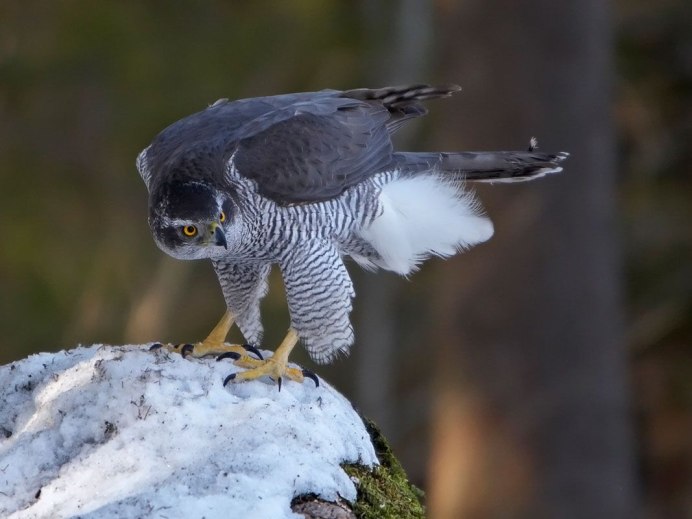 Мадагаскарский Змееяд