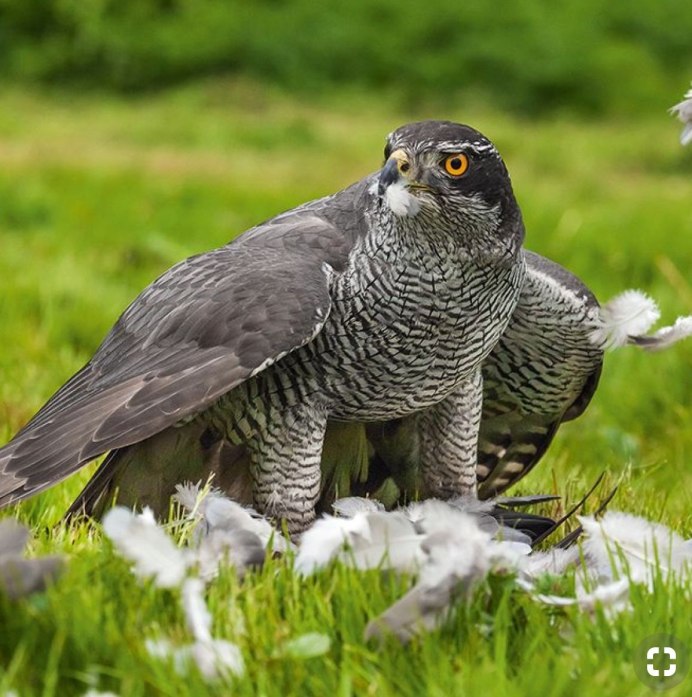 Хавк ястреб