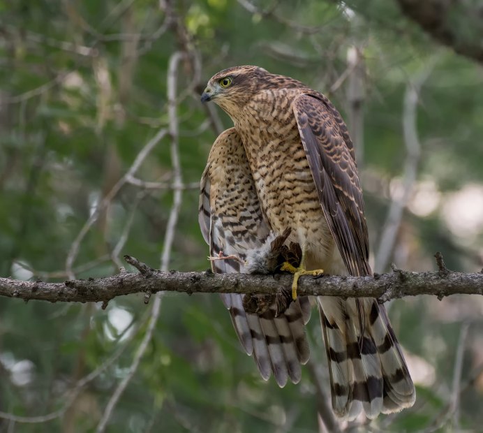 Краснохвостый ястреб - краснохвостый канюк