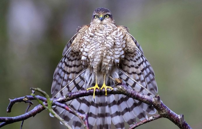 Птица ястреб перепелятник