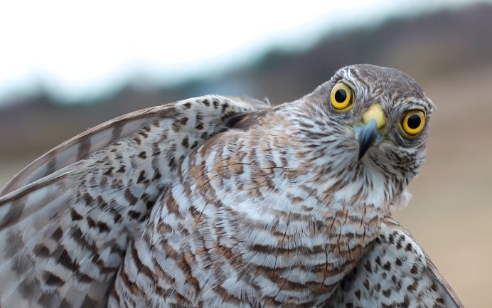 Птица ястреб перепелятник