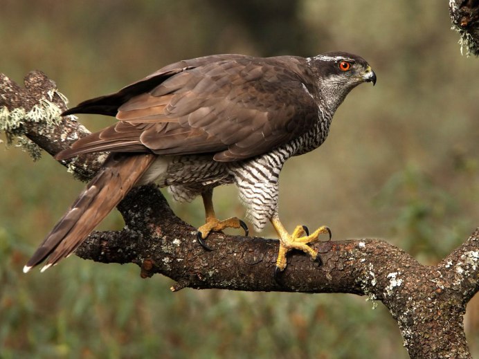 Ястреб-перепелятник (Accipiter nisus)