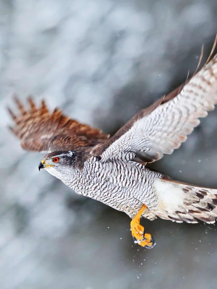 Ястреб крючконос птица