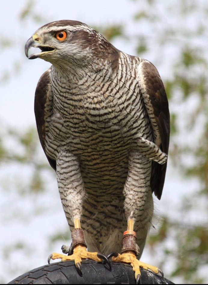 Сокол перепелятник