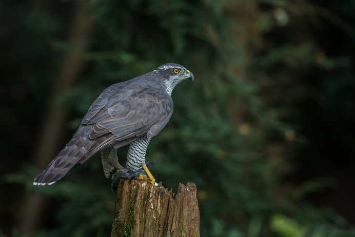 Птица ястреб тетеревятник