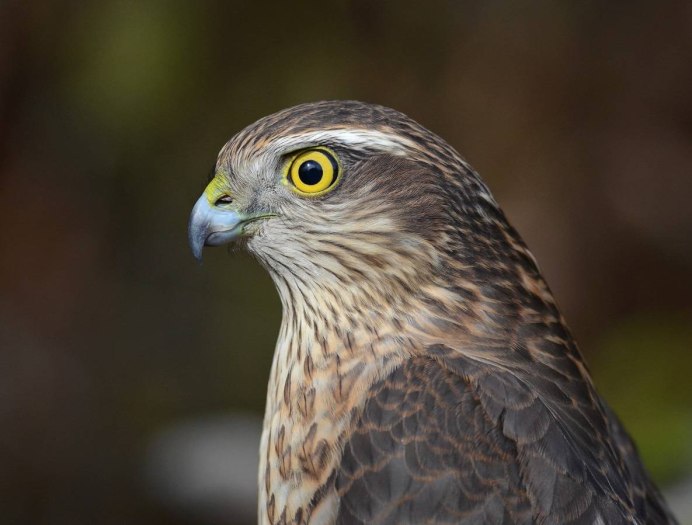 Пятнистохвостый перепелятник