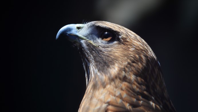 Ястреб Харриса