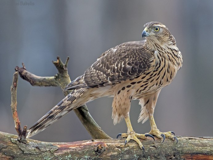 Птица ястреб тетеревятник