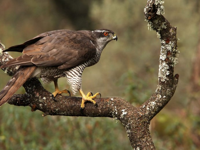 Краснохвостый канюк